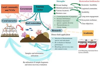 All-inclusive coral reef restoration: How the tourism sector can boost restoration efforts in the caribbean